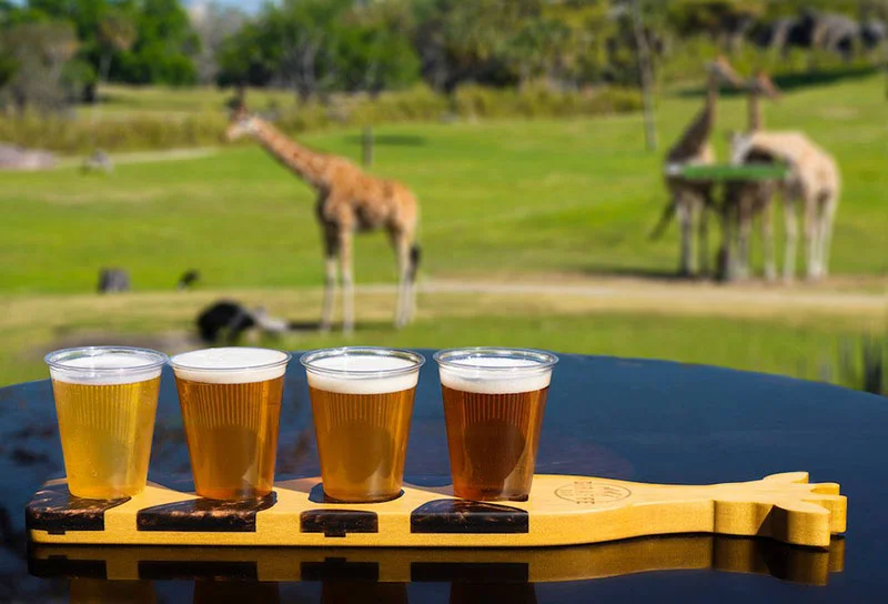 Giraffe Bar Busch Gardens