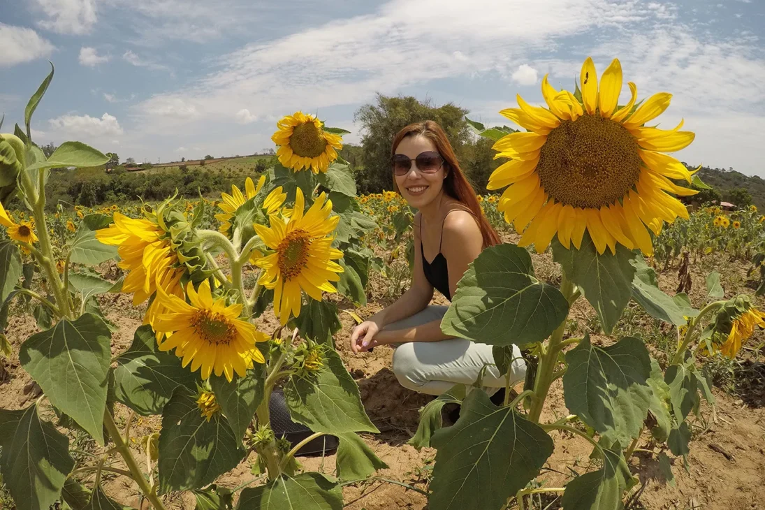 campo de girassóis holambra