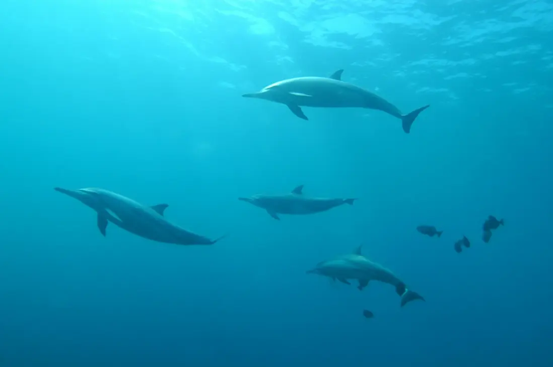 golfinhos em Fernando de Noronha
