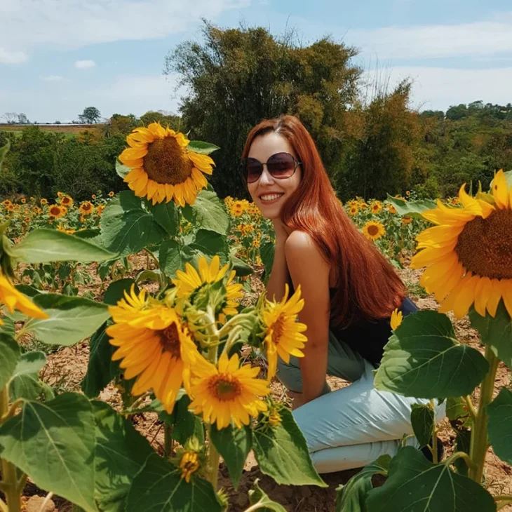 Campos de Girassóis em Holambra, São Paulo