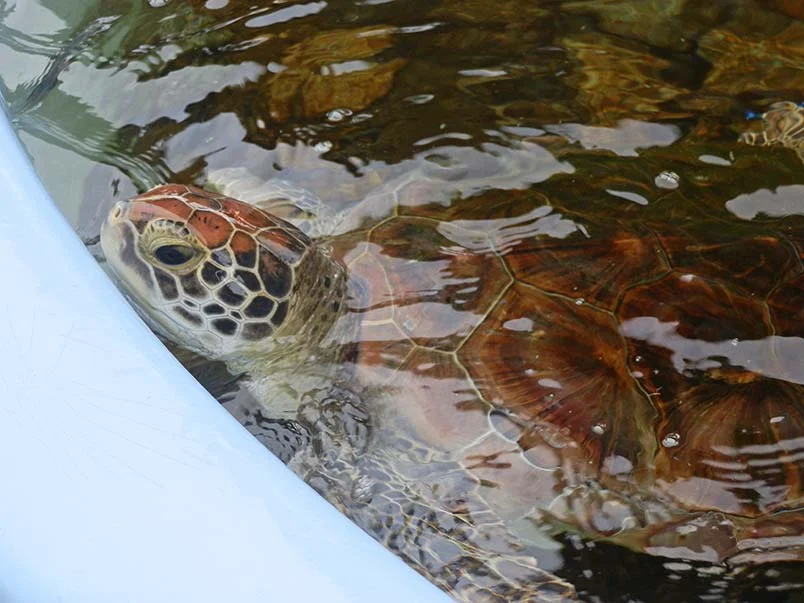 Tartaruga no Projeto Tamar de Ubatuba