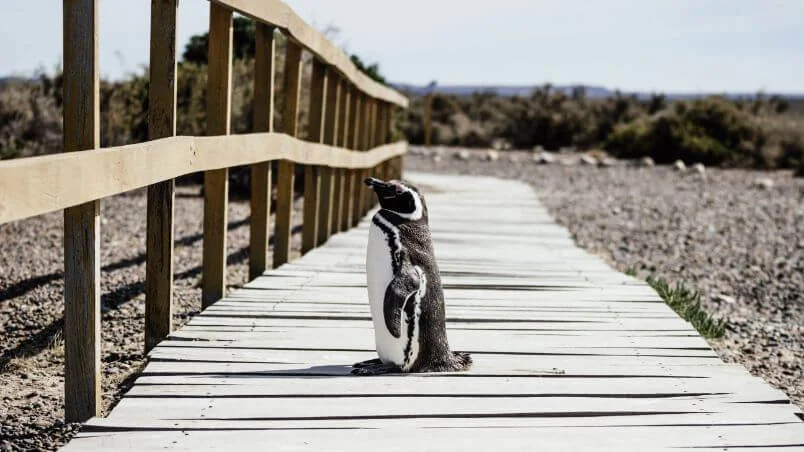 Pinguim em Península Valdes, Argentina