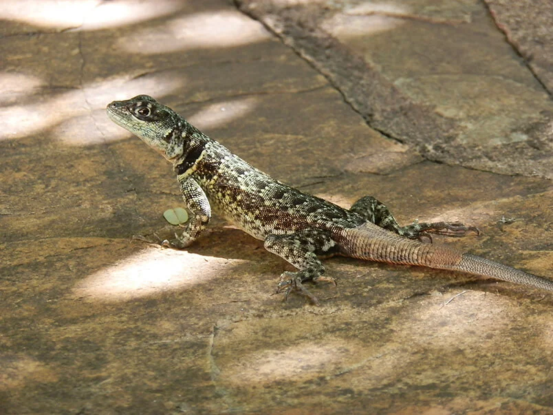 Lagarto em Inhotim, Minas Gerais